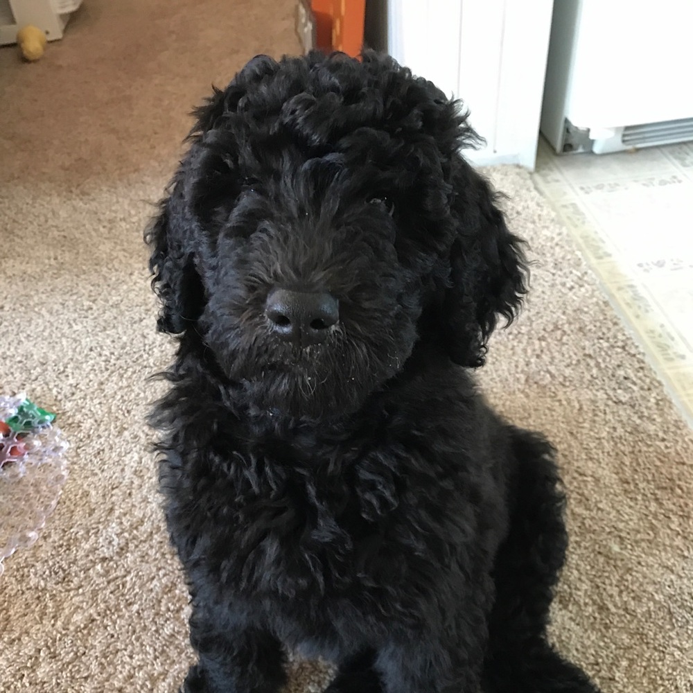 Meet your Posher, Danny